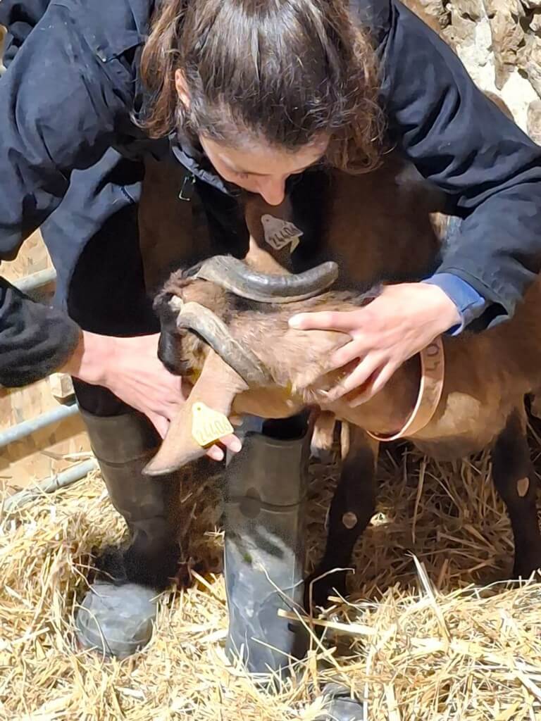 Osteopathe animalier lot et garonne et dordogne bovins, ovins et caprins