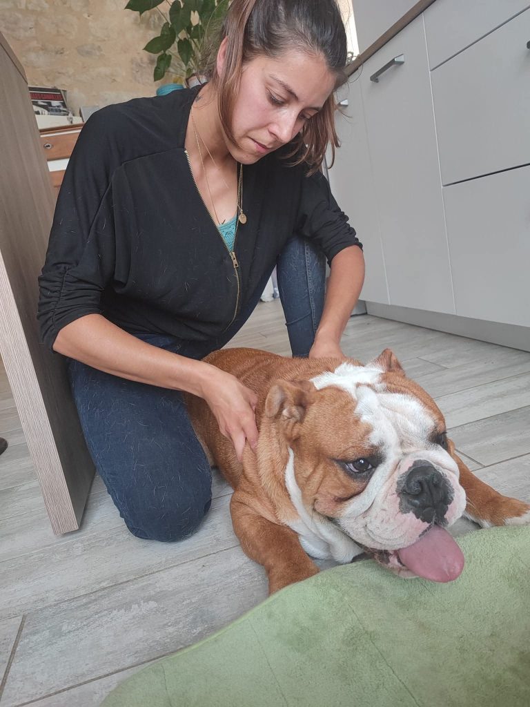 Osteopathe animalier lot et garonne et dordogne chiens