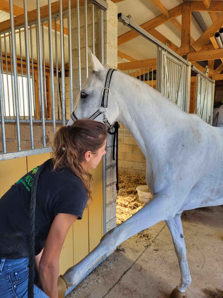 Osteopathe animalier lot et garonne et dordogne pour chevaux