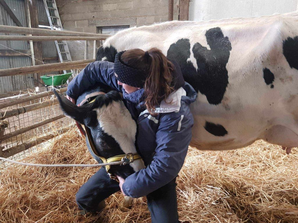 Osteopathe animalier lot et garonne et dordogne vaches et bovins