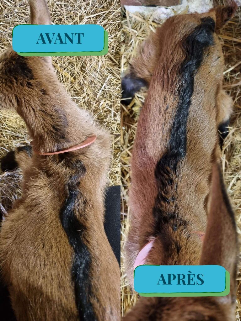 Osteopathe animalier - Cas pratique - chevrette avant/après