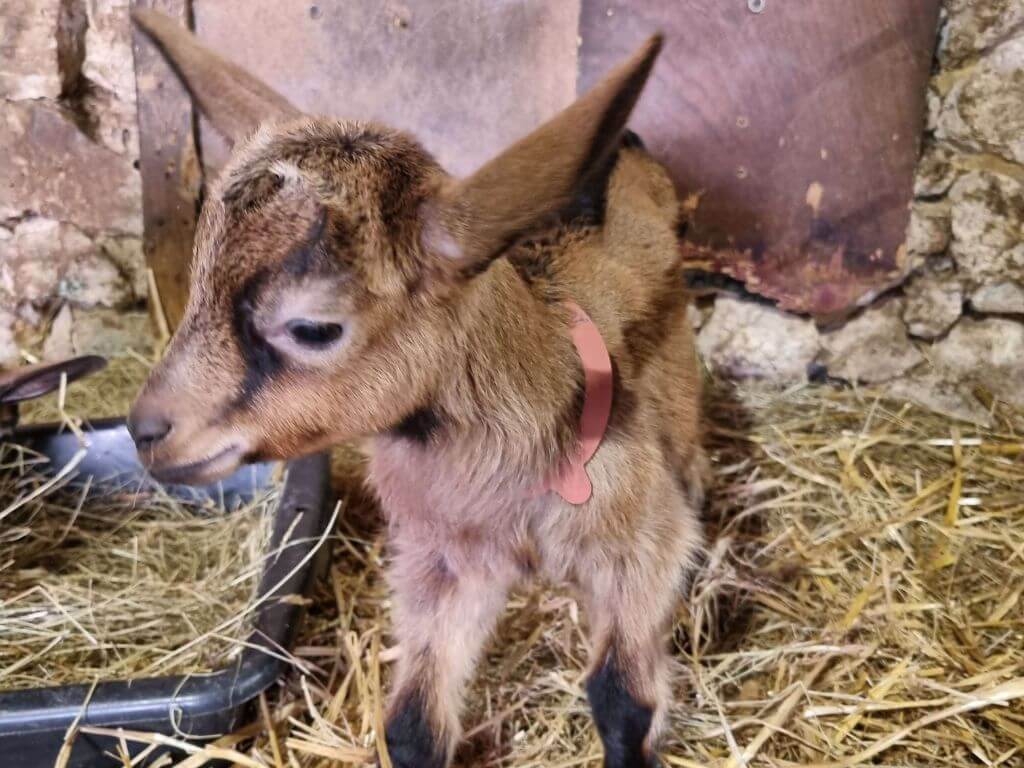 Résultat séance d'ostéopathie animalière sur chevrette