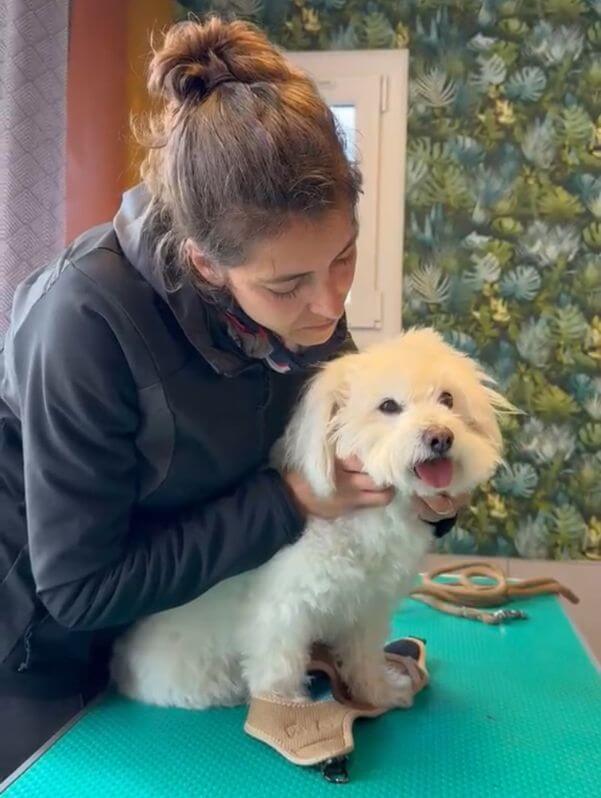 Ostéopathe pour chiens et chats - Lot et Garonne